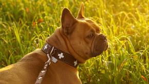 Schick und praktisch: Halsbänder für Hunde in verschiedenen Farben 