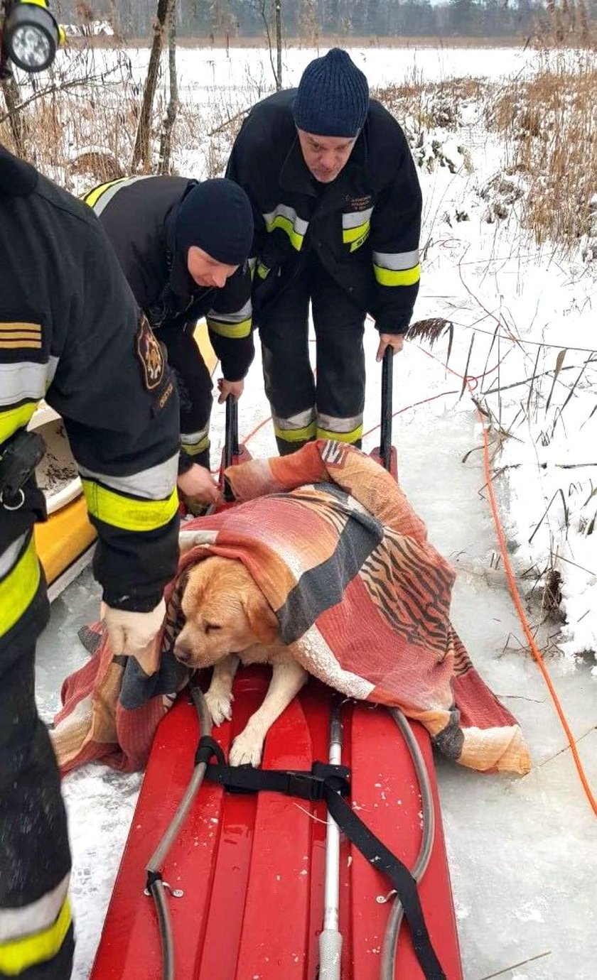 Malutki terrier uratował tonącego ciężkiego Kokosa!