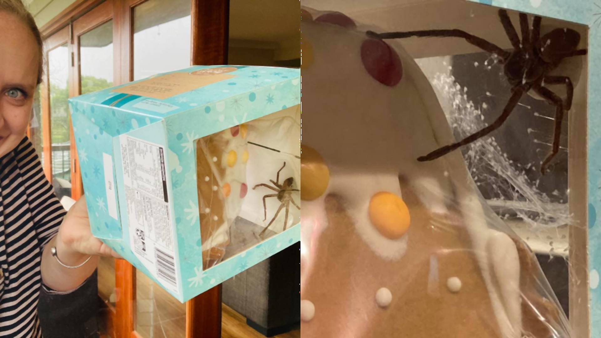 Desivé Vianoce: Žena našla v perníkovom domčeku obrovského pavúka
