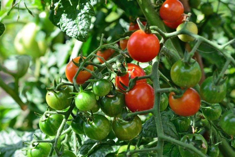 Pomidory - jak nawozić?