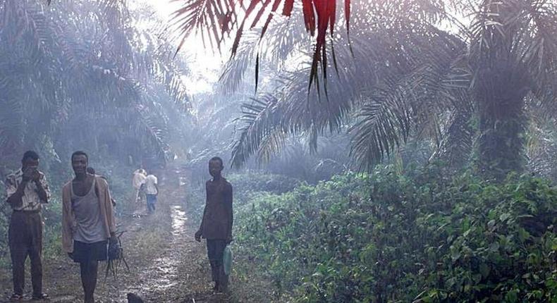 Villagers walk through smoke in their plantations in Bakinguili, Cameroon on April 9, 1999