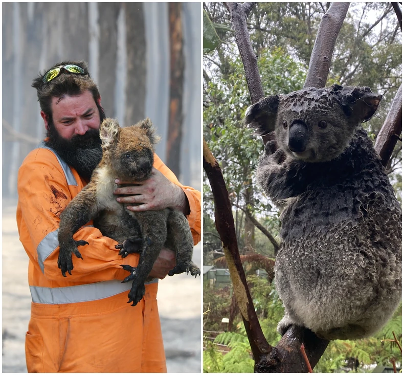 Koala povređena u požarima i koala tokom poplava u parku reptila u Novom Južnom Velsu