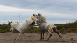 Nem mindennapi látvány: két lábra emelkedve küzdött meg egymással két ló a dominanciáért – fotók