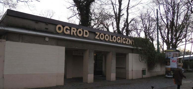 Poznańskie zoo znów jest otwarte