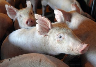 ASF: w Korei Południowej nowe przypadki choroby. Trwa zakaz przewozu trzody chlewnej