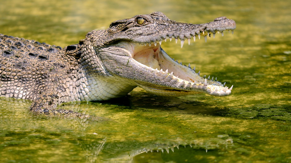 Krokodyl australijski (zdjęcie ilustracyjne)