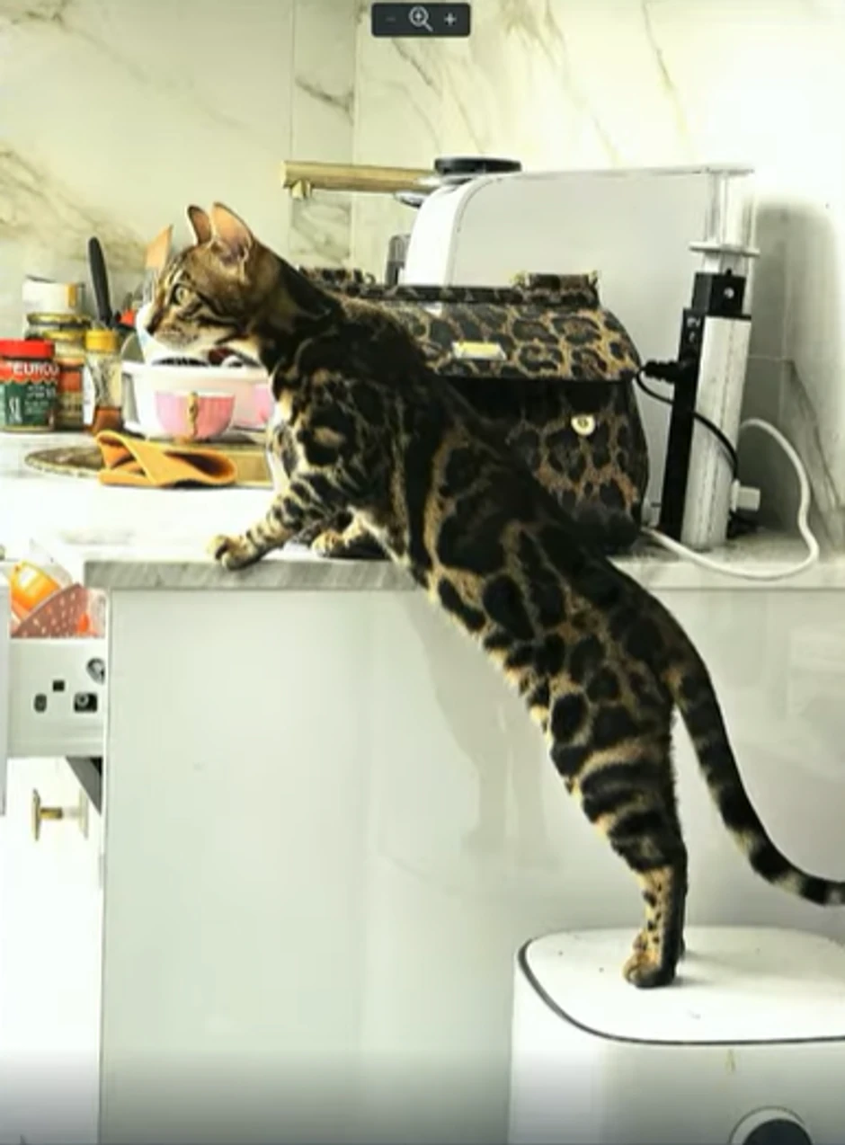 Mačka Jovane Jeremić