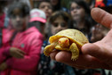 Rzadki żółw albinos z Galapagos urodził się w szwajcarskim zoo