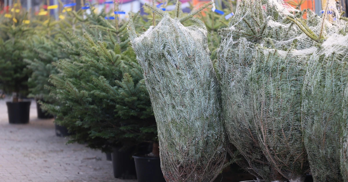 Jak sprawdzić, czy choinka jest świeża? Te triki warto znać przed zakupem