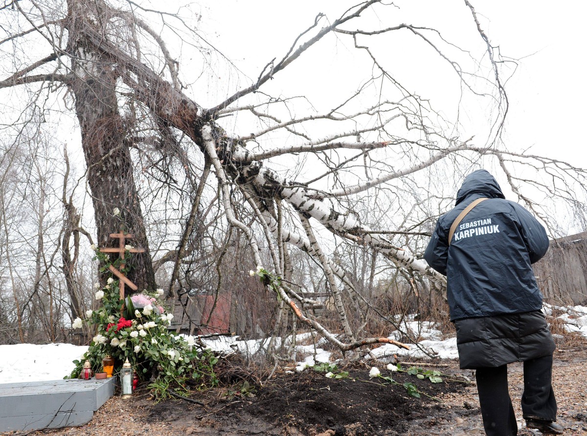 Złamana brzoza w Smoleńsku