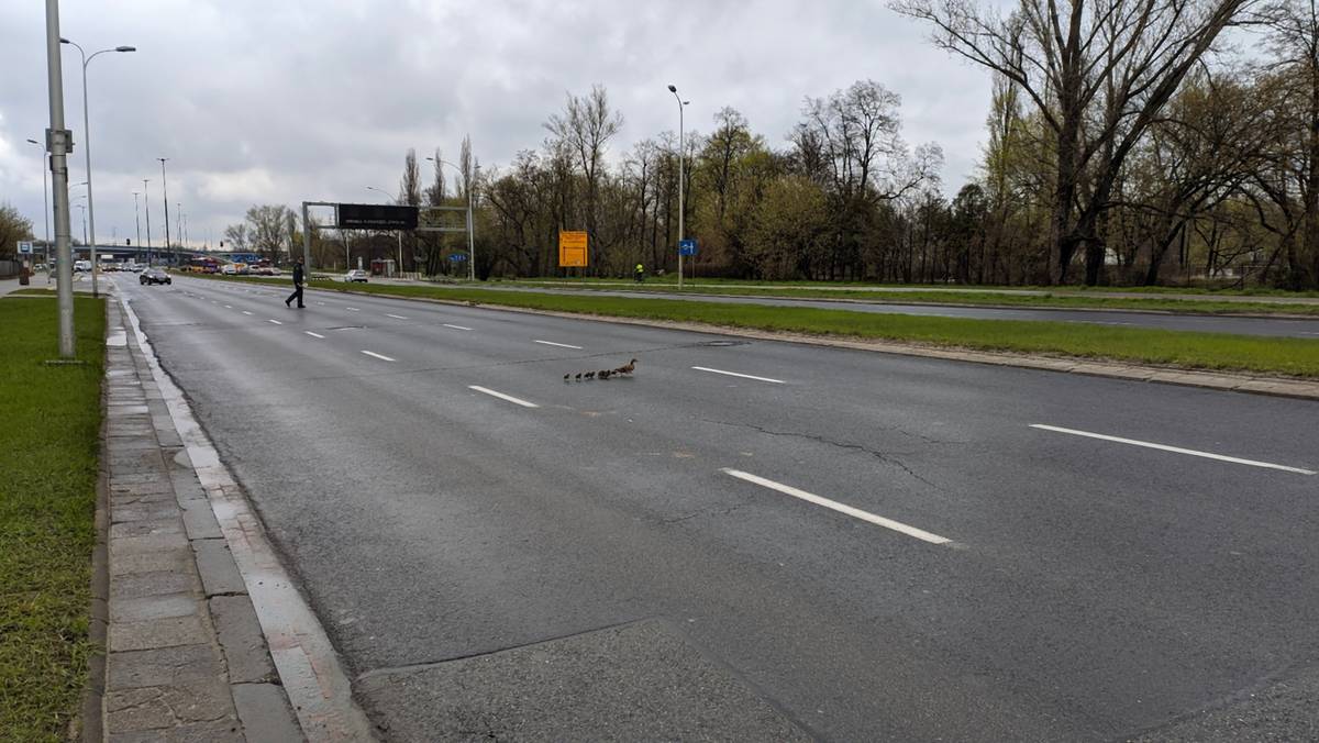 Pracownicy Zarządu Zieleni Warszawy wspólnie ze służbami miejskimi pomogli kaczkom krzyżówkom bezpiecznie przedostać się na drugą stronę Wisłostrady