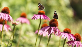 Z miłości do natury