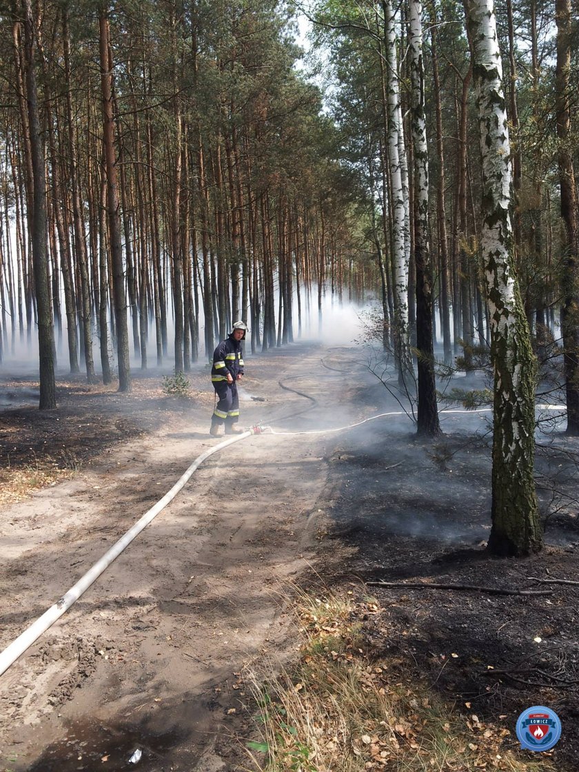 Pożar lasu w powiecie Łowickim