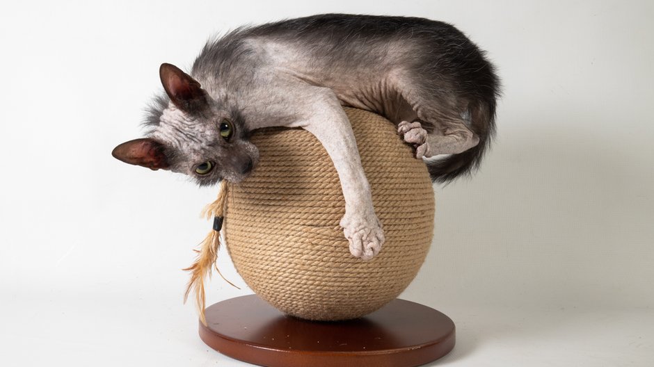 Lykoi - Adobe Stock - MartinPotgieter