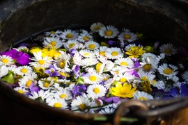 Đurđevdanski RITUALI ZA BOGATSTVO: Veruje se da OVA BILJKA kao magnet privlači pare i SKIDA UROKE