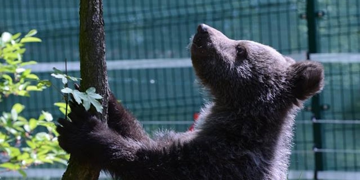 Mała niedźwiedzica Cisna już na wybiegu zoo