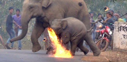 Smutny los słoniątka i jego mamy. To zdjęcie łamie serce