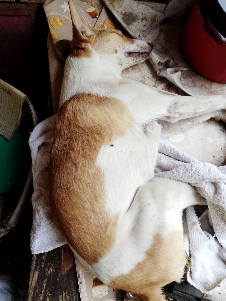 Jedan od povređenih pasa