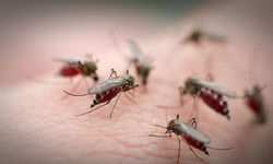 Kogo najczęściej gryzą komary i dlaczego? Sześć faktów, które trzeba znać