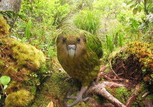 Kakapo