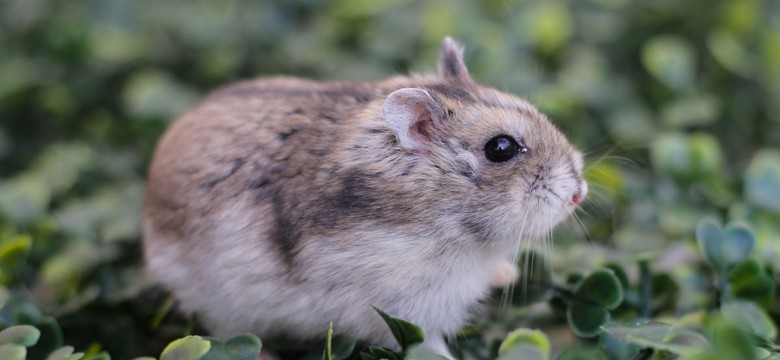 Nowatorski lek biologiczny refundowany w Polsce. Wytwarzany dzięki chomikowi chińskiemu metodą rekombinacji