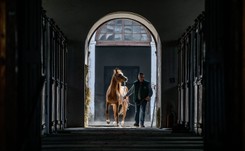 Shirley Watts o niepowodzeniu polskiej aukcji koni: Jej szefowie to porażka