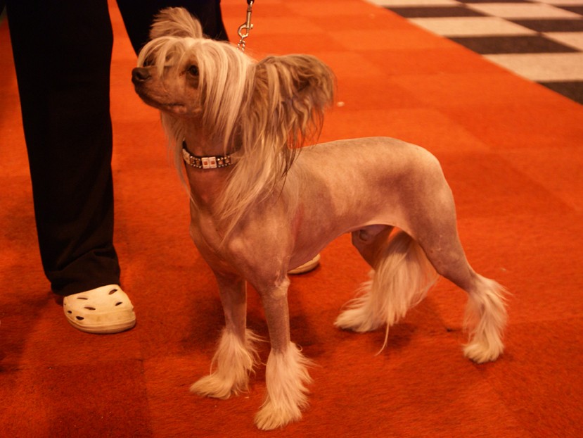 CRUFTS osobliwości