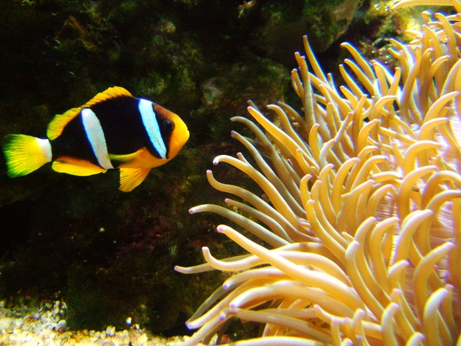 Amfiprion, czyli błazenek, lepiej znany jako Nemo