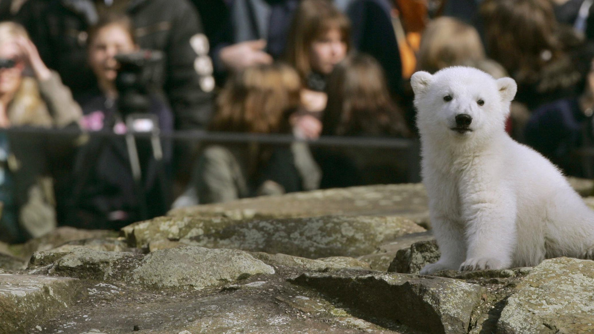 Słynny niedźwiedź polarny Knut z berlińskiego zoo nie żyje. Jak poinformował ogród zoologiczny w stolicy Niemiec, zwłoki misia odkryto po południu w basenie w jego zagrodzie. Na razie nie wiadomo, co było przyczyną śmierci. Knut miał zaledwie cztery lata.