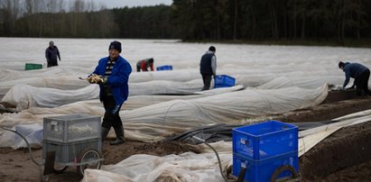 Dają 250 zł dniówki. Ludzie się nie palą do tej pracy