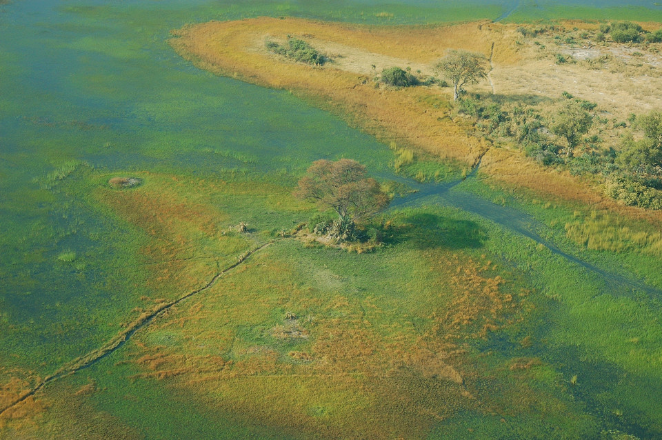 Delta Okavango