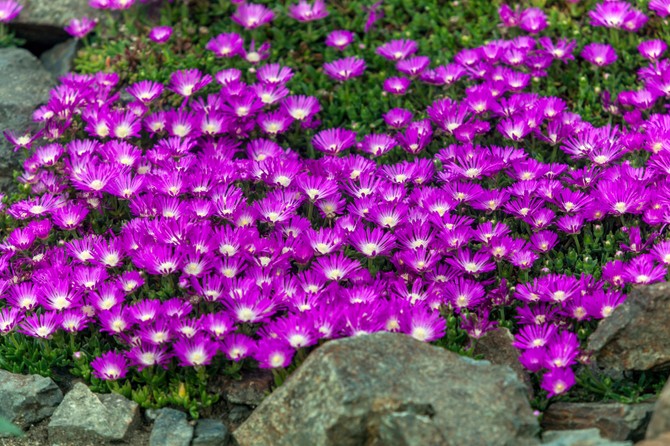 Delosperma