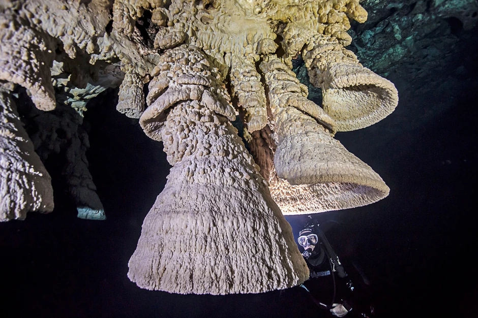 Zvona dostižu visinu i do 2 metra