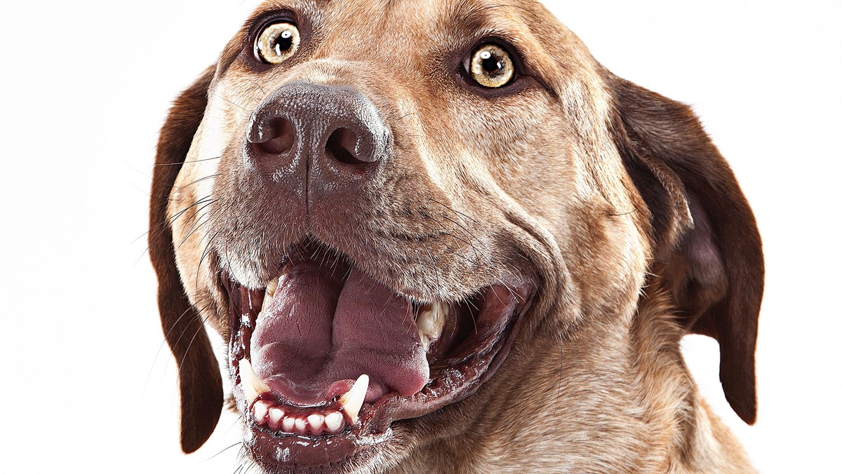 Lab/Mastiff mix dog smiling