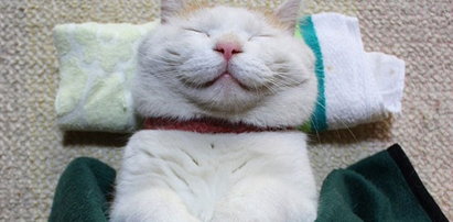Ten kot śpi i się uśmiecha