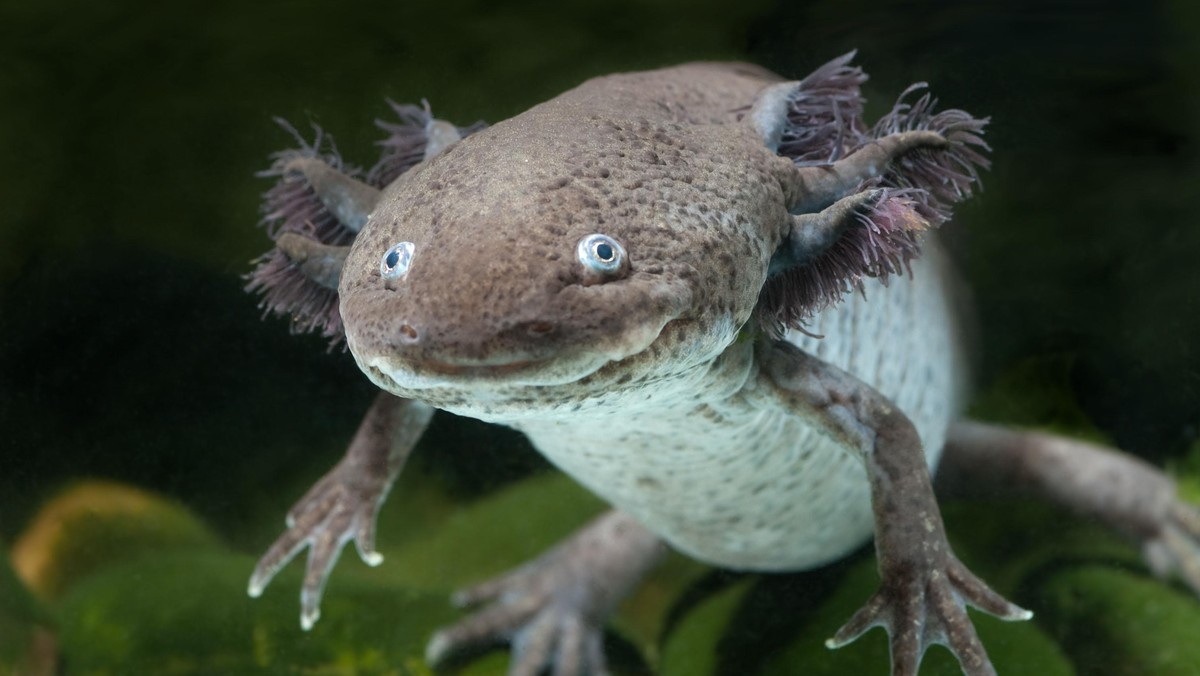 Axolotl swimming in an aquarium tank