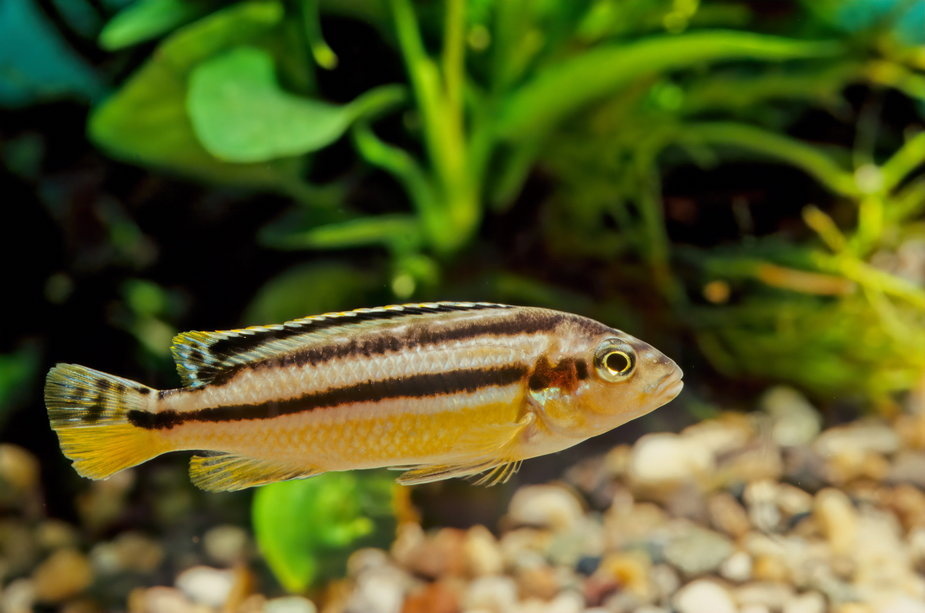 Melanochromis auratus -  Roberto/stock.adobe.com