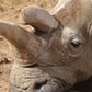 ''Nola,'' an older northern white rhino, relaxes at the South African exhibit at San Diego Zoo Safar