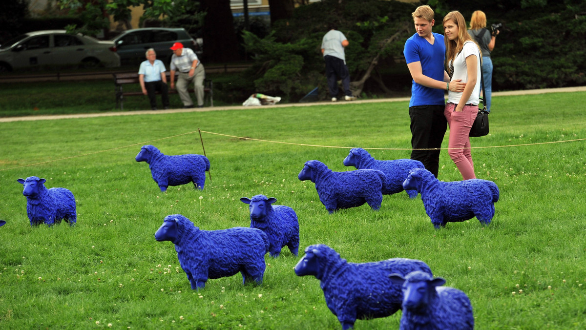Niebieskie owce pasą się na Jasnych Błoniach w Szczecinie. Zobacz zdjęcia!