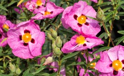 CZYSTEK i jego prozdrowotne właściwości. Czy można podawać go dzieciom?