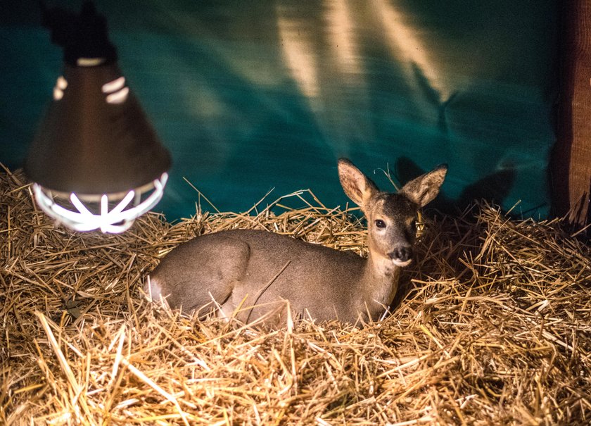 Animal Patrol podsumował zbiórkę karmy pod nazwą Dzikość Serca