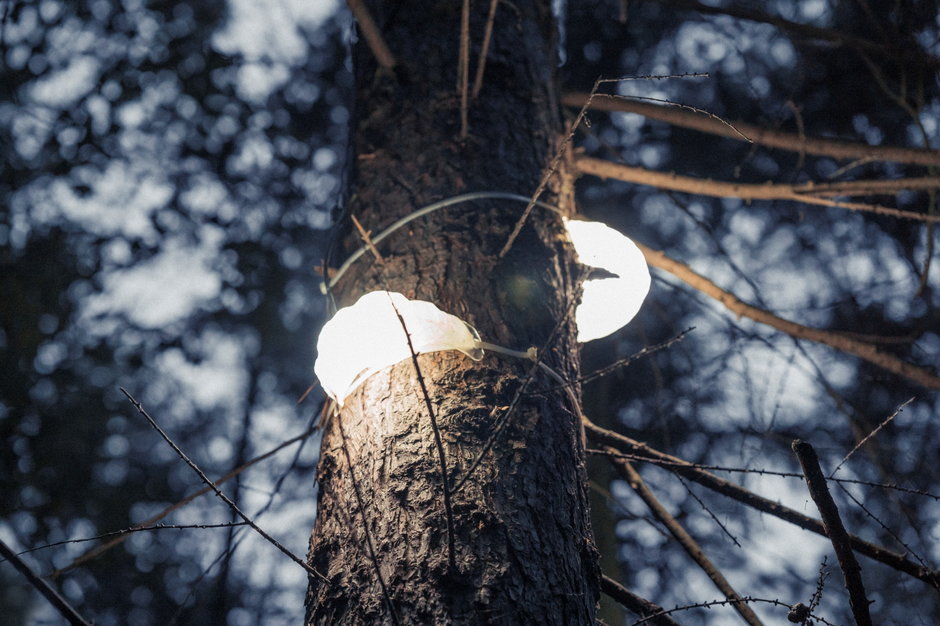 Lampy Huby oświetliły Park Leśny w Gdyni. Energię czerpią ze słońca