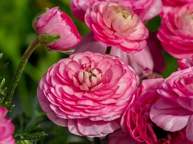 Ranunkulus, poznat i kao baštenska ruža, oduševljava raskošnim cvetovima