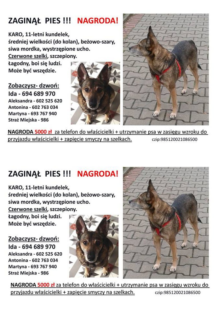 Tego psiaka szuka cała Warszawa