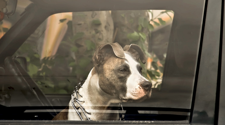 Ne hagyjunk kutyát a forró napon lévő autóban /Fotó: Northfoto