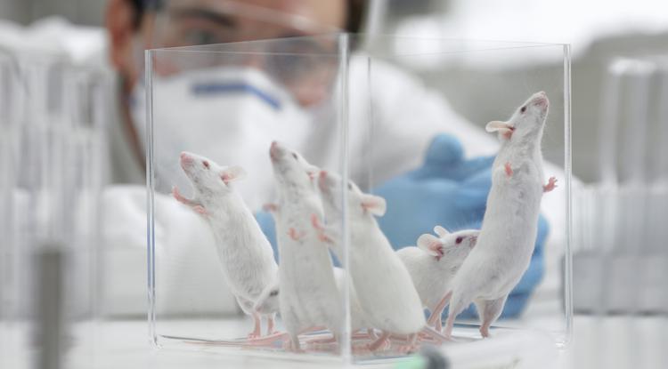 Laboratóriumi egerek, akikből akár értékes bitcoin pénztárca is lehetne