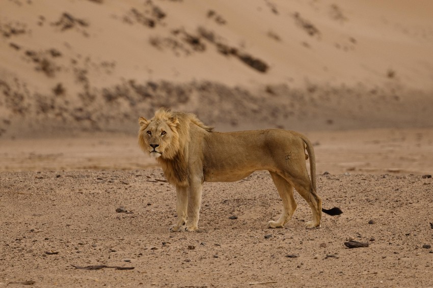 Lav u pustinji