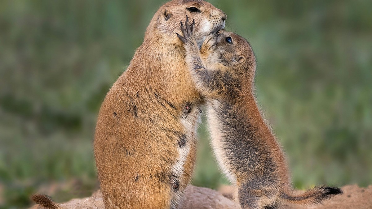 PRAIRIE DOG FAMILY LOVE / PRAIRIE DOG FAMILY LOVE /1513398