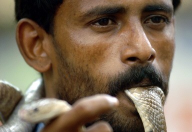 INDIA-SNAKE-FAIR-CHARMER