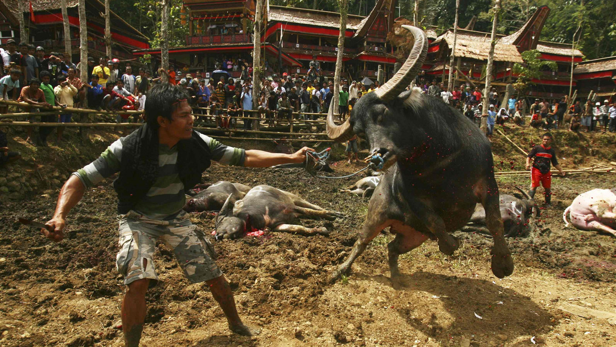 Indonesia - Rambu Solo - krwawy pogrzeb